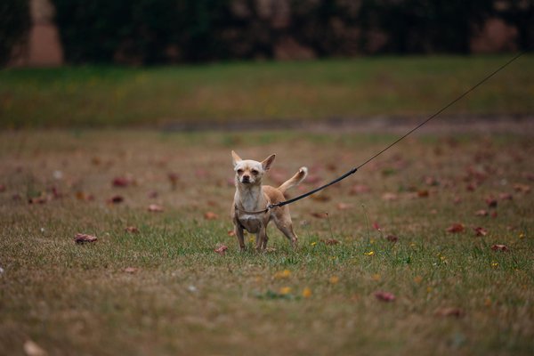 ¿Cómo fomentar un vínculo más fuerte entre mi perro y mis hijos?