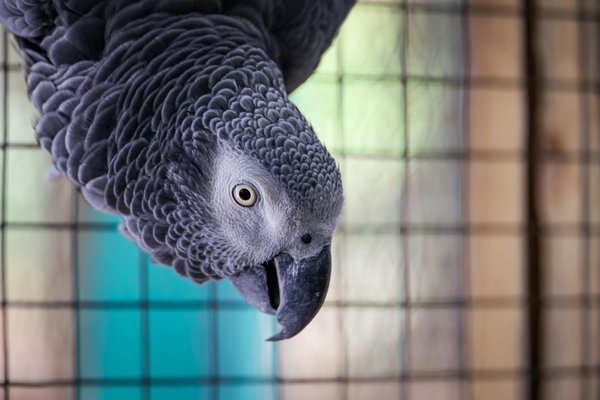 ¿Cómo identificar si tu gato tiene alergias alimentarias y qué hacer al respecto?