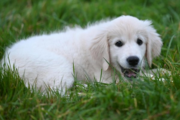 ¿Qué hacer si tu gato se escapa de casa y cómo evitar que vuelva a suceder?